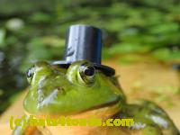 /home//u458753944/public_html/sourcegallery//////Frogs/Bullfrogs 2016-08 Ontario/P8140114.JPG